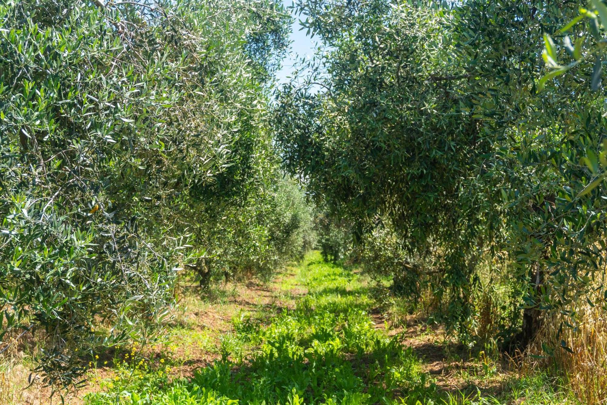 Agriturismo Il Tripesce วาดา ภายนอก รูปภาพ